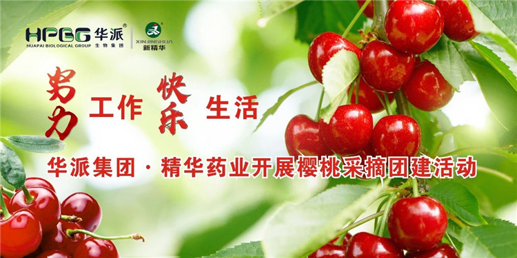 起劲事情 快乐生涯 | 华派集团&middot;亿万先生药业开展樱桃采摘团建活动